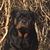 Robin N Rob Davis's profile image