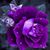 Rosa Cruz's profile image