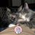 Amy White Woodard's profile image