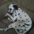 Larry Ewert Jr's profile image
