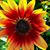 Lorraine Gee's profile image