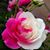 Lauren Shinwari's profile image