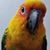 Ivan Rojas's profile image