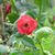 Amandiz Catleya's profile image