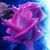 Davydnne Chatman's profile image
