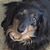 Diane Kalafsky's profile image