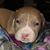 Sherri Helmstetter Forney's profile image