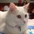 Ann Barrella's profile image