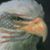 Robert Paul's profile image