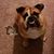 Janice McGraw Buchanan's profile image
