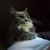 Sherri Brandt's profile image