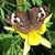 Carol Sellers Barger's profile image