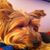 Janice DiStefano Balaguer's profile image