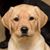 Joel Furman's profile image