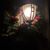 Anne Stahlhut Foerster's profile image