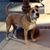 Ed Gizzi's profile image