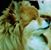 Julie Lacy Amundson's profile image