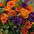 Anne Sayre Patterson's profile image