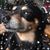 Cynthia Peltzer-Jobbagy's profile image