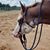 Traci Mixon's profile image