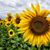 Jeananne Ritchie-Martin's profile image
