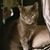 Joseph Phillips's profile image