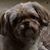 Renee Bosse Sygowski's profile image