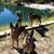 Dave Schoenman's profile image