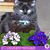 Debbie Williams's profile image