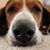 Lauren Rentz Bonenfant's profile image
