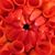 Elaine Atkins Collard's profile image