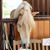 Sonie Fleming Scullion's profile image
