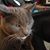Chuck Wiles's profile image