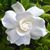 Missy Carlson Lombardi's profile image
