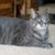 Lori Baney Mattingly's profile image