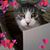 Caroline Blackwell's profile image