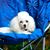 Dennis Butterfield's profile image