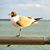 Vickie Fournier's profile image
