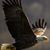 Merv Wiltshire's profile image