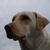 Adam Summerford's profile image