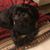 Lynne Morse's profile image