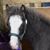 Susan Kaberle Bixler's profile image