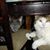 Aileen Wadhams's profile image