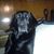 Bodie Aaron Gaff's profile image