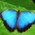 Sandra Jean Phair's profile image