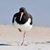 Linda Vincent Conrad's profile image
