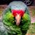 Alexis Pennock Sullivan's profile image