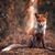 Joe Fox Jr's profile image