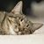 Cathy Steffen's profile image