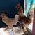 Sylvia Newby Lewallen's profile image